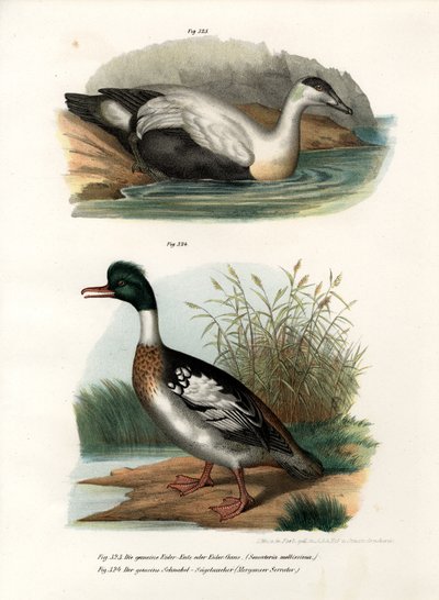 Common Eider Duck by German School